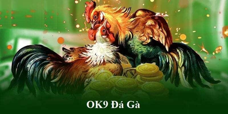 Đá gà OK9 hoạt động uy tín