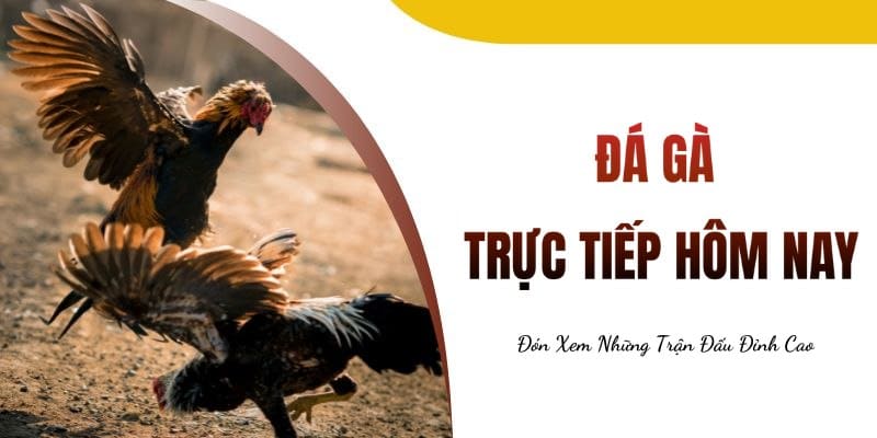 Đá gà trực tiếp hôm nay